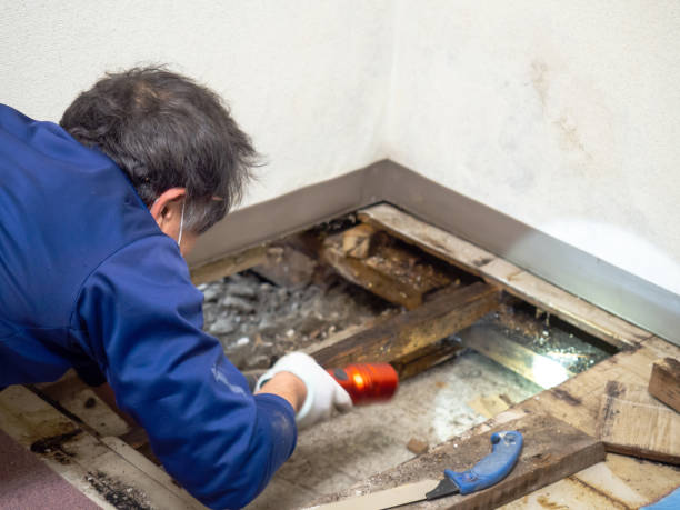 Best Basement Mold Remediation in Doe Valley, KY