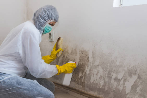 Best Bathroom Mold Remediation in Doe Valley, KY