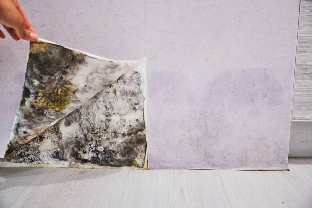 Best Residential Mold Remediation in Doe Valley, KY